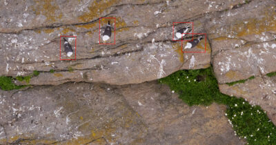 Seabird detections on Langholmen (Vestfold) during June 2024. Image: Sindre Molværsmyr.