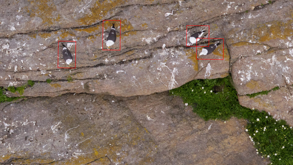 Seabird detections on Langholmen (Vestfold) during June 2024. Image: Sindre Molværsmyr.